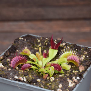 Dionaea muscipula "Diablo"