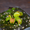 Dionaea muscipula "GJ Giant Cudo"