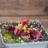 Dionaea muscipula "GJ Goliath"