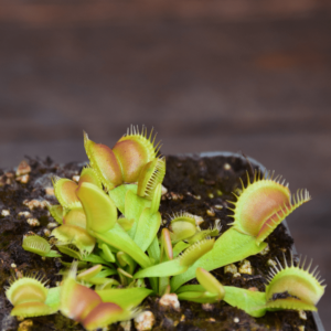 Dionaea muscipula "Moon Trap"