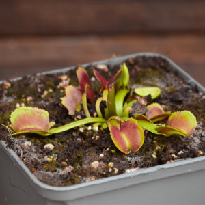 Dionaea muscipula "Pacman"