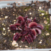 Dionaea muscipula "Petit Dragon"
