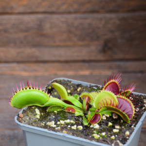 Dionaea muscipula "GJ Goliath"