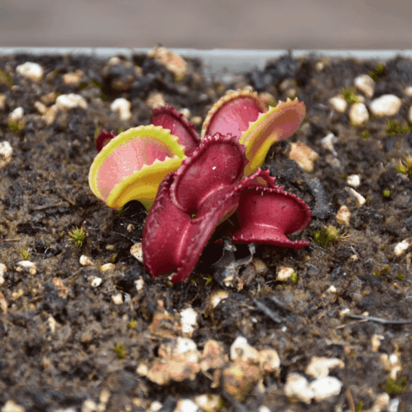 Dionaea muscipula - "GJ Giant Cudo"