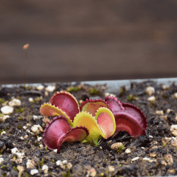 Dionaea muscipula - "GJ Giant Cudo"