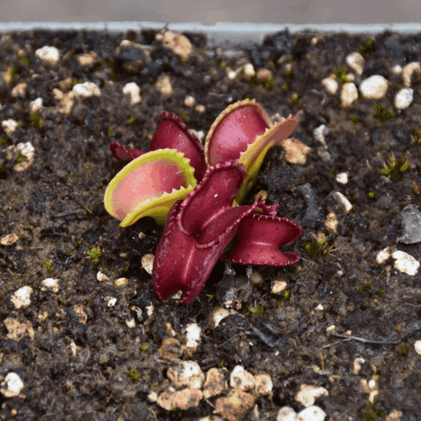 Dionaea muscipula - "GJ Giant Cudo"