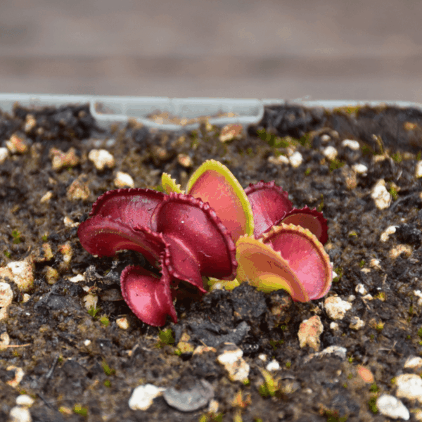 Dionaea muscipula - "GJ Giant Cudo"