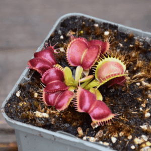 Dionaea muscipula - "Moon Trap"