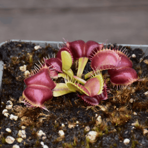 Dionaea muscipula - "Moon Trap"