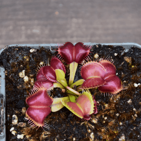 Dionaea muscipula - "Moon Trap"