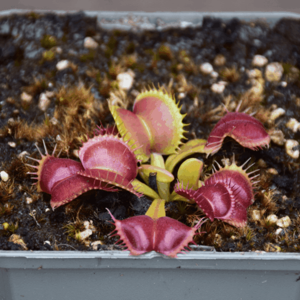 Dionaea muscipula - "Moon Trap"