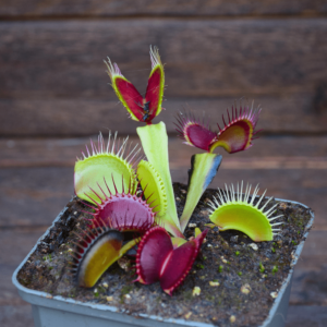 Dionaea muscipula - "B52 Canada"