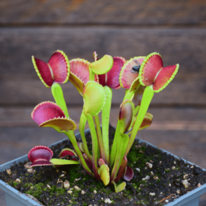 Dionaea muscipula 'Adentate'