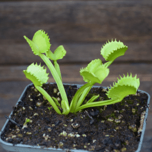 Dionaea muscipula 'Werewolf'