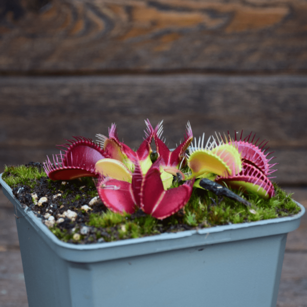 Dionaea muscipula 'Crocodile'