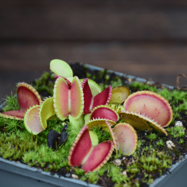 Dionaea muscipula - 'Coquillage'