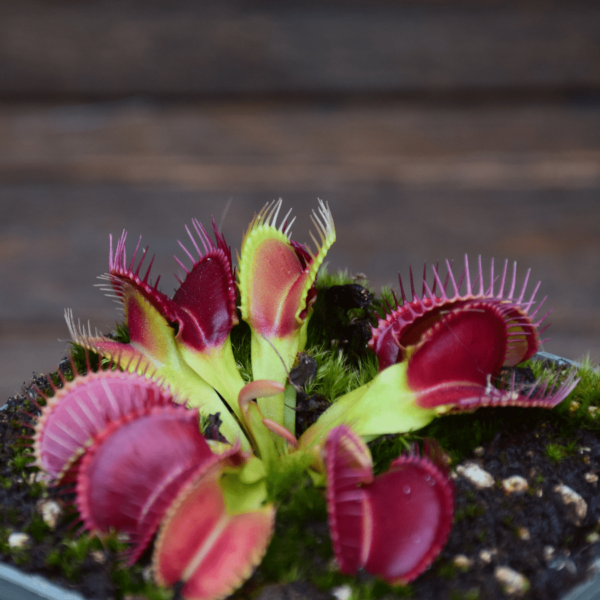 Dionaea muscipula 'Crocodile'