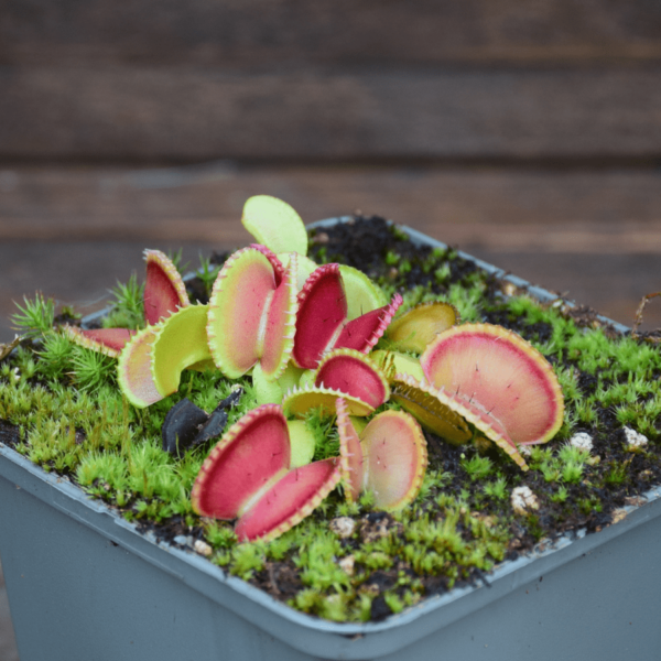 Dionaea muscipula - 'Coquillage'