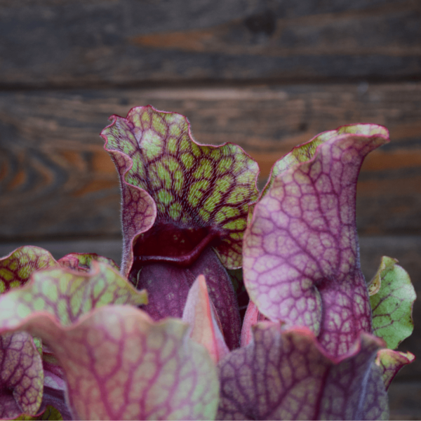 Sarracenia purpurea ssp. venosa var. montana