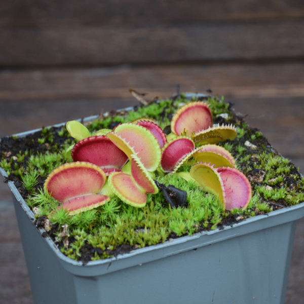 Dionaea muscipula - 'Coquillage'