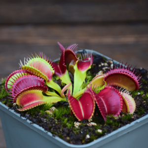 Dionaea muscipula 'Crocodile'