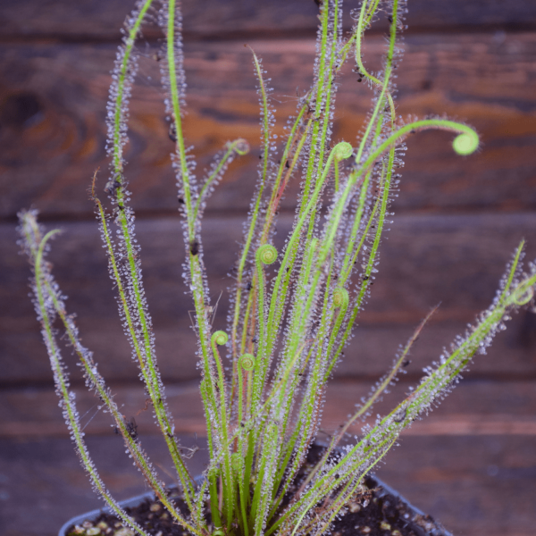 Drosera filiformis var. gigantea