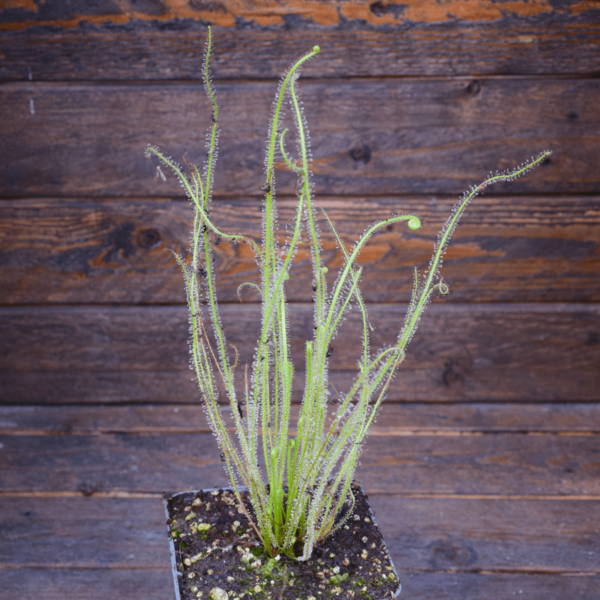 Drosera filiformis var. gigantea