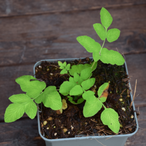 Osmunda regalis