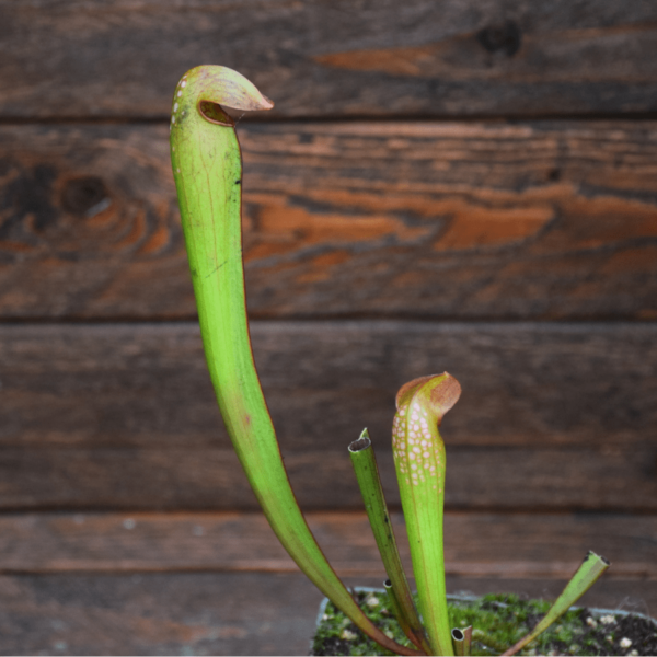 Sarracenia minor var. okefenokeensis