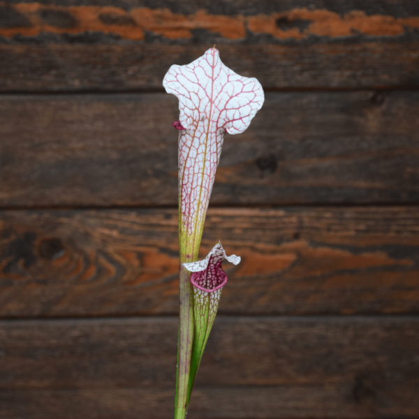 Sarracenia leucophylla (L14 MK x L04 MK) x 'Adrian Slack'