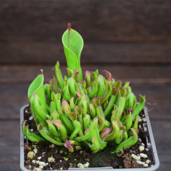 Heliamphora minor