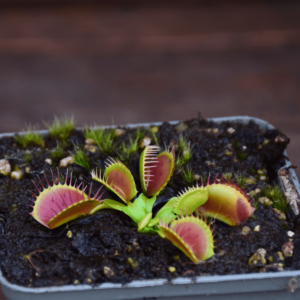 Dionaea muscipula 'GJ Equobia'