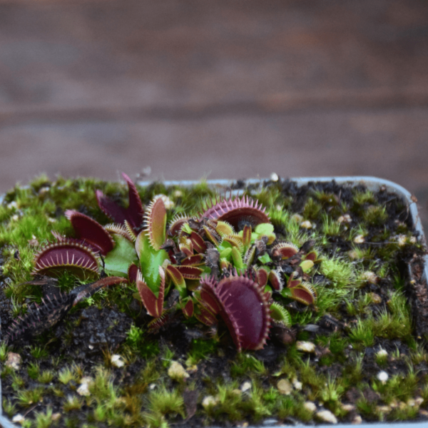 Dionaea muscipula - 'La Grosse à Guigui'