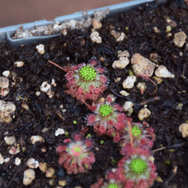 Drosera roseana