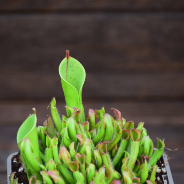 Heliamphora minor