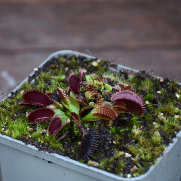 Dionaea muscipula - 'La Grosse à Guigui'