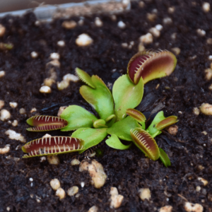 Dionaea muscipula - 'Alien'