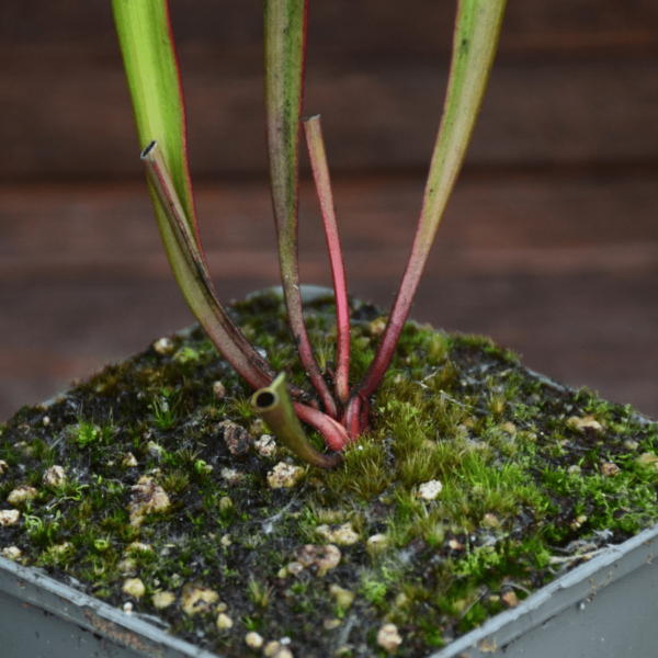 Sarracenia minor var. okefenokeensis