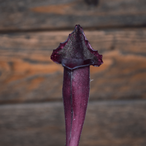 Sarracenia mitchelliana x catesbaei