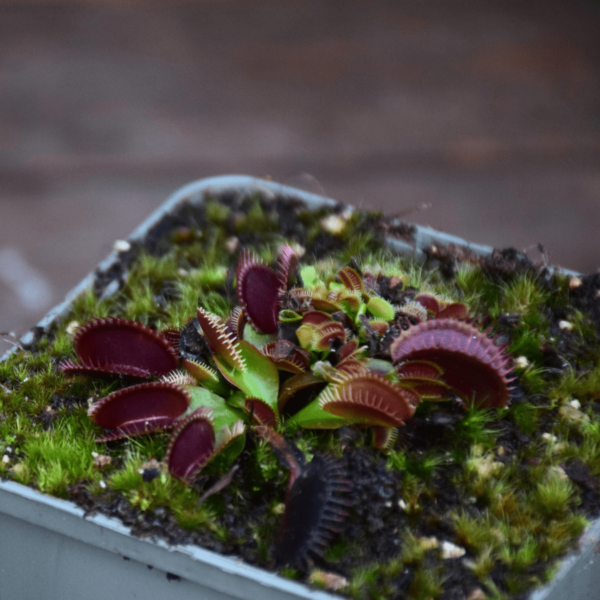 Dionaea muscipula - 'La Grosse à Guigui'