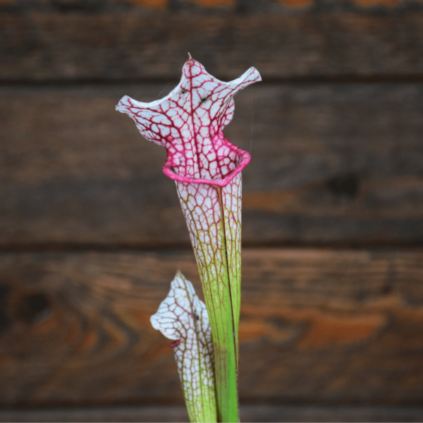 Sarracenia leucophylla (L14 MK x L04 MK) x 'Adrian Slack'