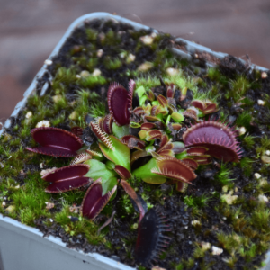 Dionaea muscipula - 'La Grosse à Guigui'