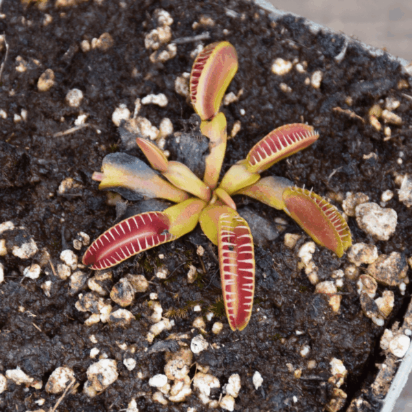 Dionaea muscipula 'Alien'