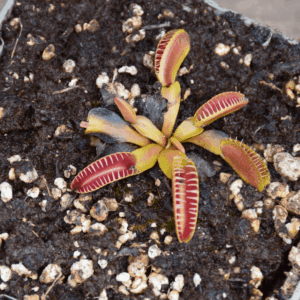 Dionaea muscipula 'Alien'