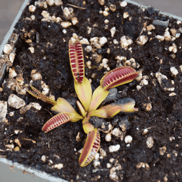 Dionaea muscipula 'Alien'