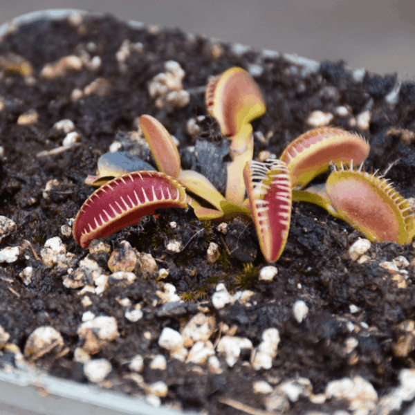 Dionaea muscipula 'Alien'