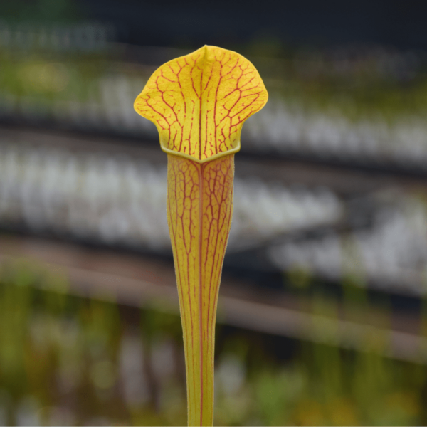 Sarracenia Sarracenia alata var. rubrioperculata - A20 MK