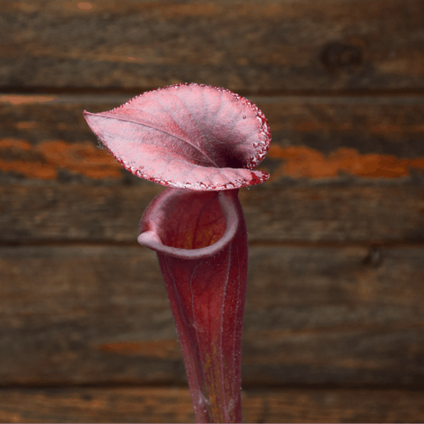 Sarracenia flava var. atropurpurea - F130F M. Srba – Image 4