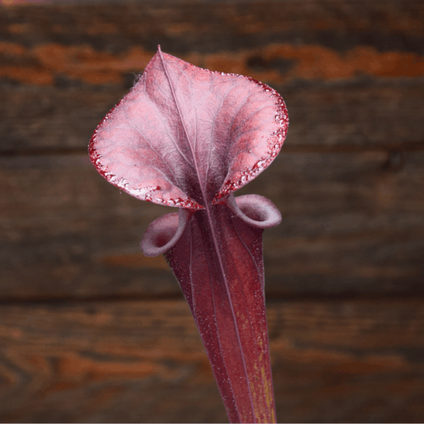 Sarracenia flava var. atropurpurea - F130F M. Srba – Image 2