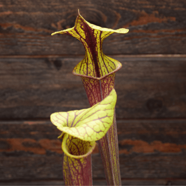 Sarracenia flava var. rubricorpora 'Claret' - F25C MK, Mike Brook’s clone - from A. Slack